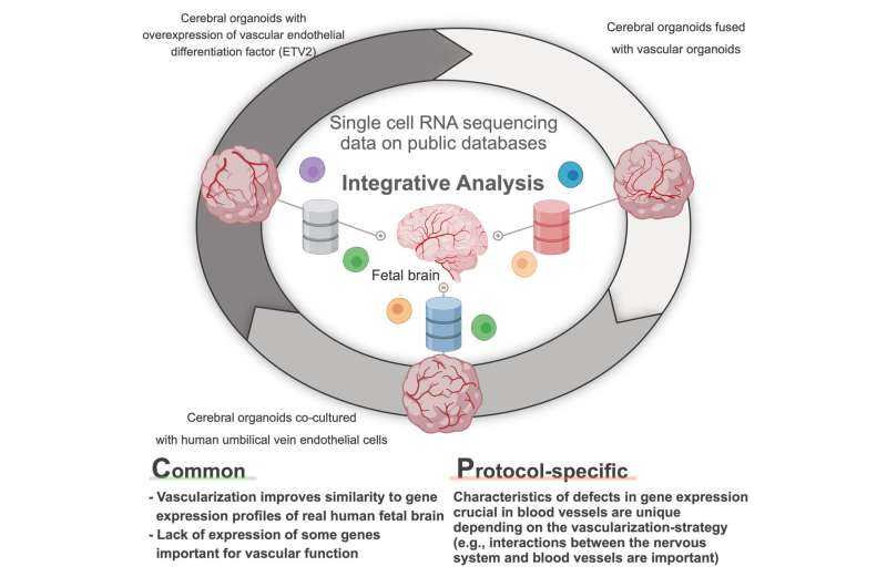 Exploring the effects of vascularization strategies on brain organoids