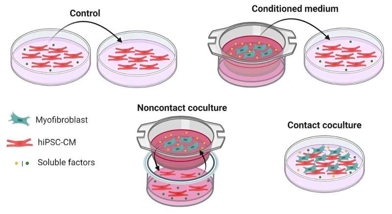 Understanding the risk of cell therapy for heart repair 