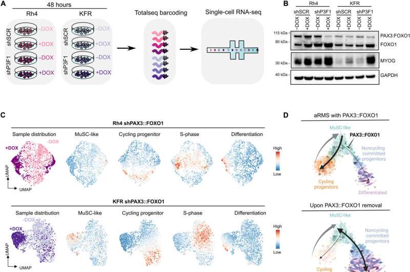 Identifying drug target candidates to treat pediatric rhabdomyosarcoma (RMS) tumors