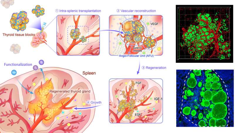 Mouse study successfully regenerates thyroid glands in the spleen