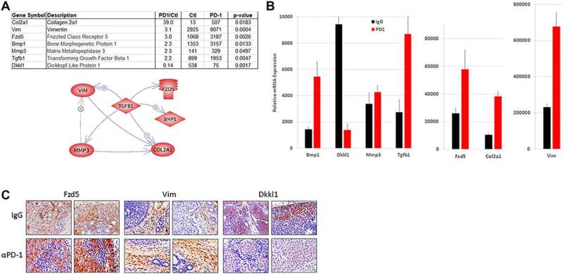 Oncotarget | Resistance of MMTV-NeuT/ATTAC mice to anti-PD-1 immune checkpoint therapy is associated with macrophage infiltratio