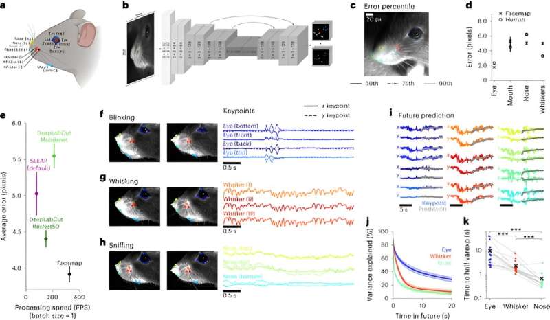 Reading the mouse mind from its face: New tool decodes neural activity using facial movements