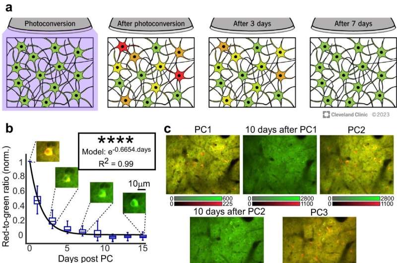 Non-invasive technology maps brain activity to investigate behavior changes in neurological disease