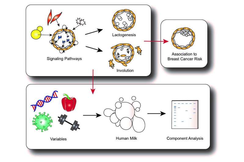 Potential of 3D human breast organoid models in advancing lactation research