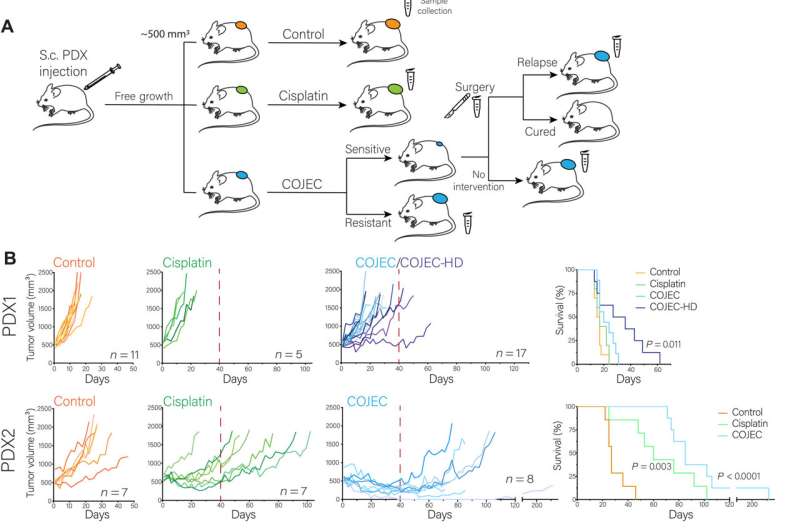 Altered cell behaviour behind resistance in neuroblastoma