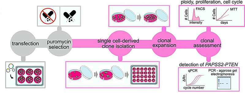 New study reveals unexpected consequences of CRISPR-Cas9 gene editing