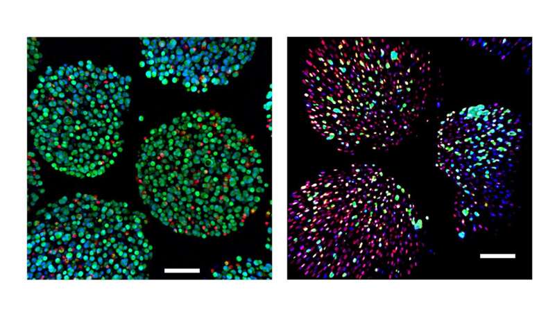 A breath of fresh air keeps drug-producing cells alive longer