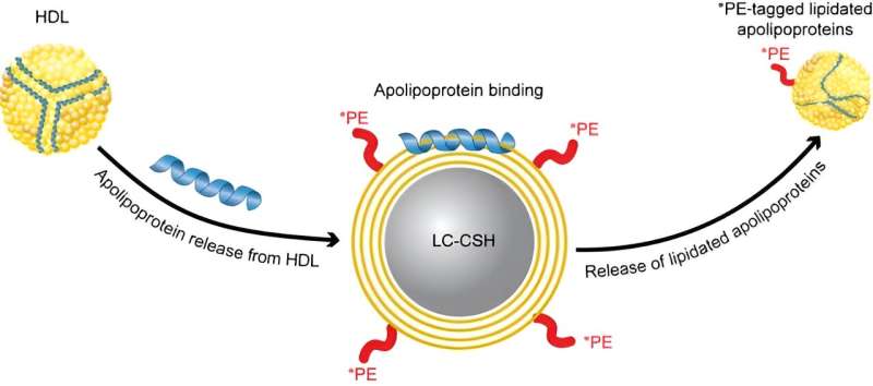 An updated test measures how well 'good cholesterol' works