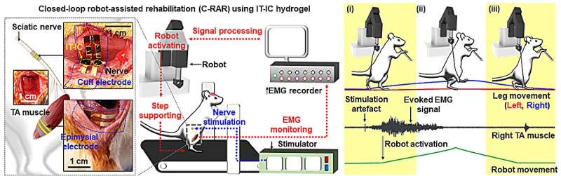 New &quot;injectable tissue prosthesis coupled with closed-loop bioelectronic system&quot; to aid in damaged muscle/nerve regeneration and robot-assisted rehabilitation