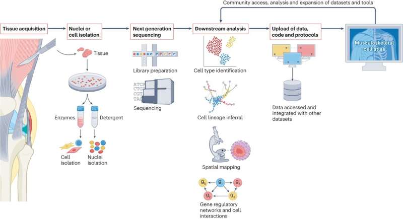 Researchers are building a cellular map of the musculoskeletal system