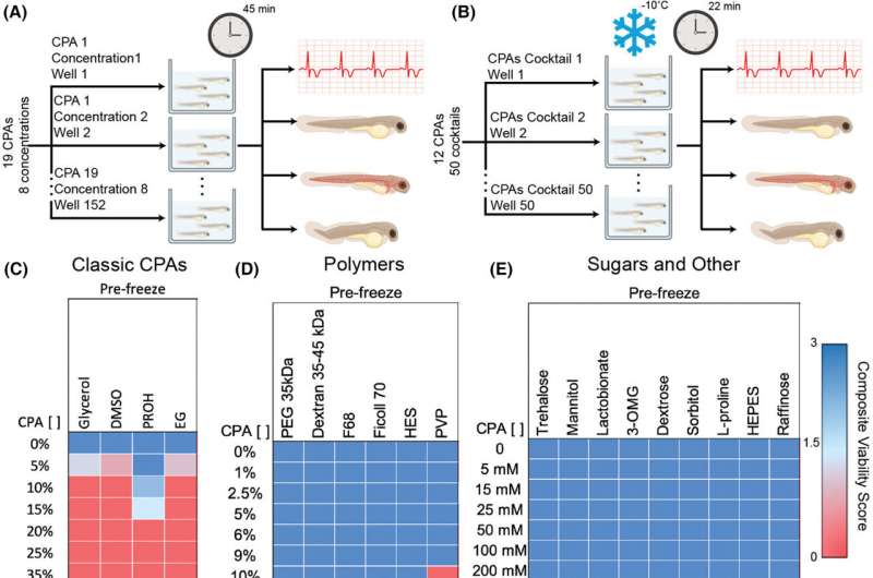 Researchers develop mixture of compounds to help preserve organs before transplantation