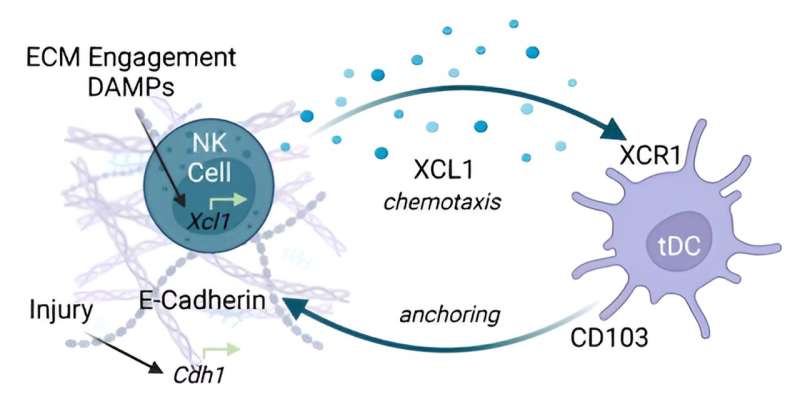 New insight into the immune response forges a path toward improved medical implants