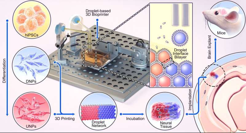 Researchers develop 3D printing method that shows promise for repairing brain injuries