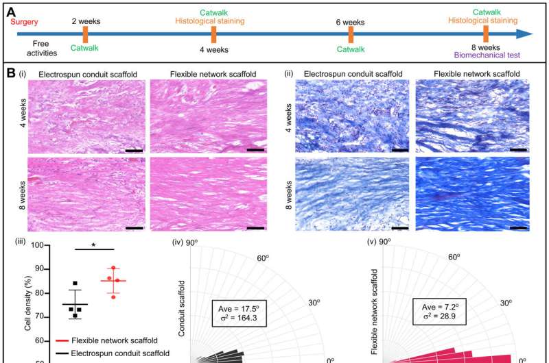 Bioinspired flexible network scaffolds for soft tissue regeneration