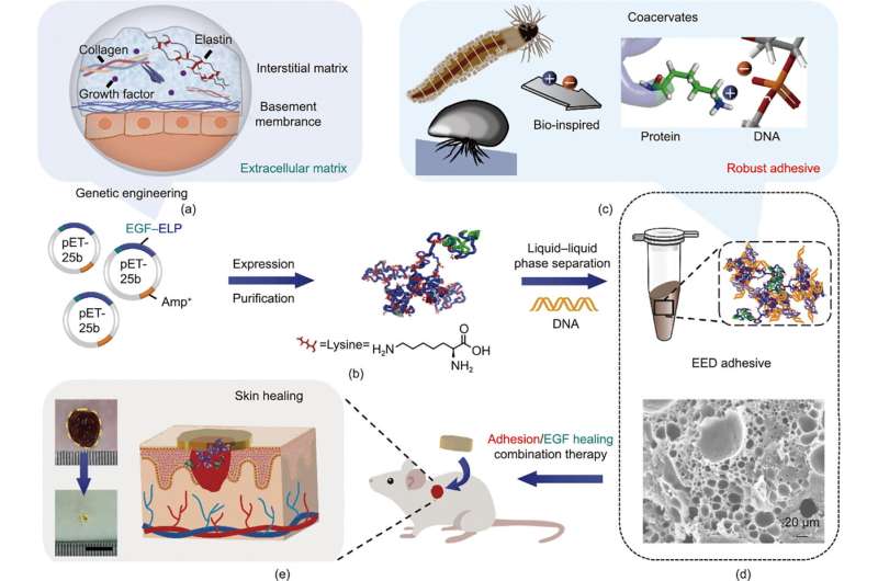 New frontier in biomedical engineering: Protein coacervates engineered into adhesive for unprecedented skin repair speed