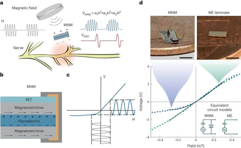 Engineered material can reconnect severed nerves