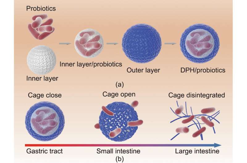 Innovative double-layer polysaccharide hydrogel revolutionizes intestine-targeted oral delivery of probiotics