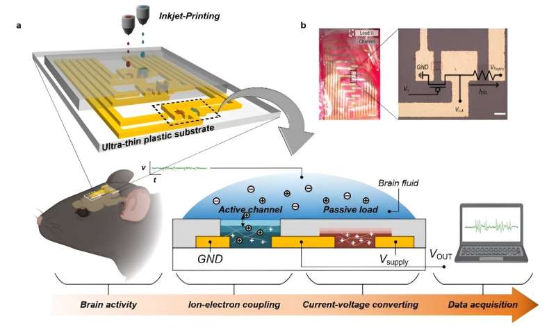 Scientists develop tunable organic active neural probe enabling near-sensor signal processing