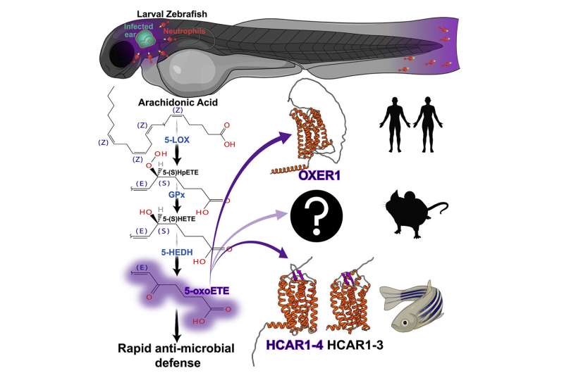 Why researchers use zebrafish to study a cancer-linked inflammation pathway