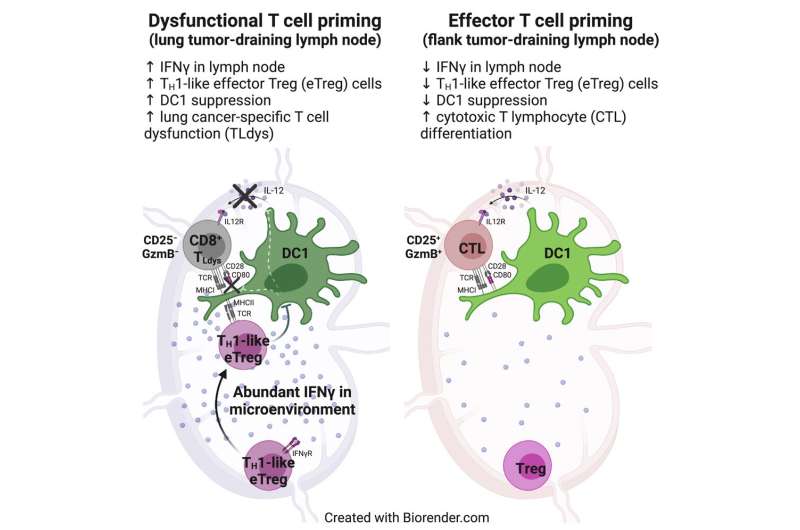 Why lung cancer doesn't respond well to immunotherapy