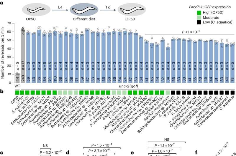 Researchers identify molecular link between gut bacteria and excitatory brain signaling in C. elegans