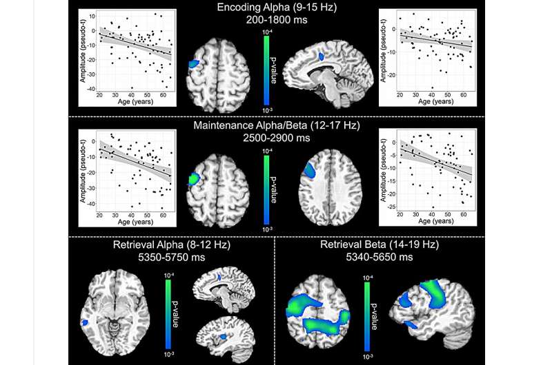 Study: Age-related alterations in the oscillatory dynamics serving verbal working memory processing