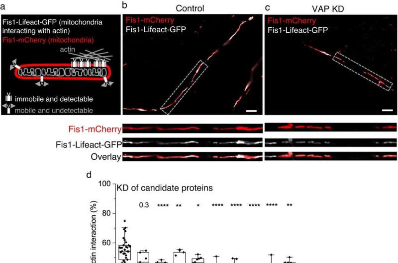 Scientists identify a molecular anchor that stabilizes mitochondria near synapses to support memory formation 