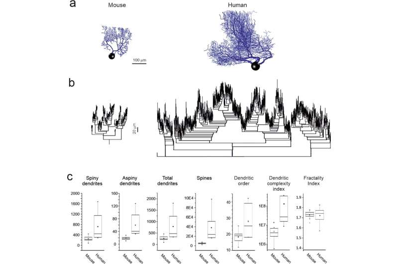 Comparing human and mouse Purkinje cells to better understand human brain complexity 