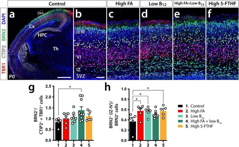 High folic acid and low B12 can affect fetal brain development in mice 