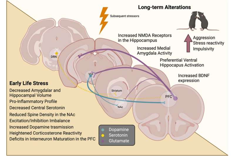 Exploring the link between early life stress and maladaptive behavior across species