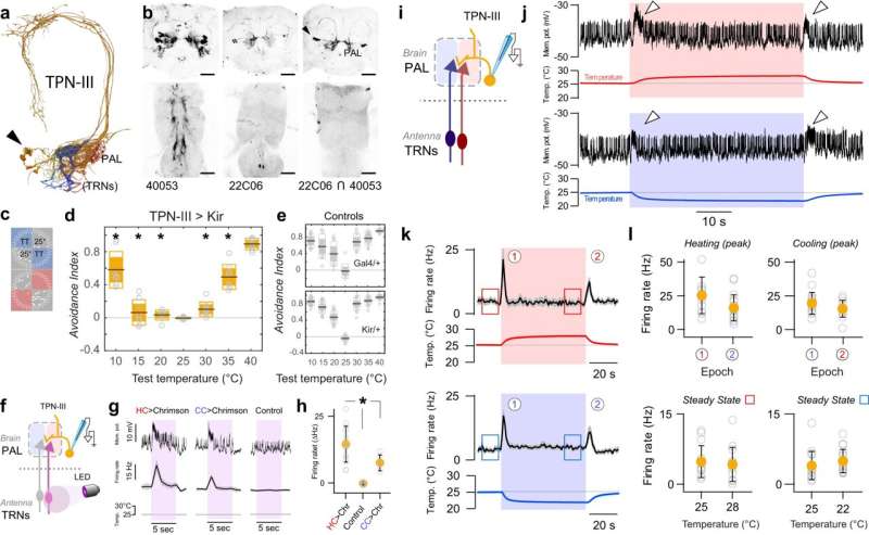 Researchers identify brain center responsible for responses to rapid temperature change