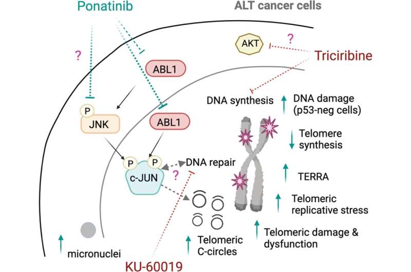 Existing cancer drug could be repurposed to fight certain aggressive cancers, according to study