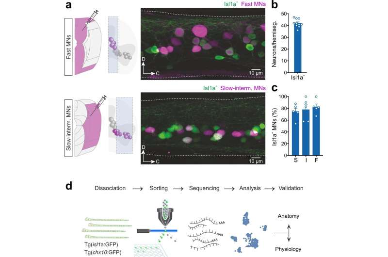 Study provides molecular blueprint of spinal circuits governing locomotor speed