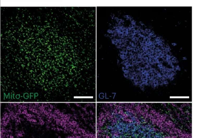 Mitochondrial protein synthesis identified as a potential therapeutic target in lymphoma