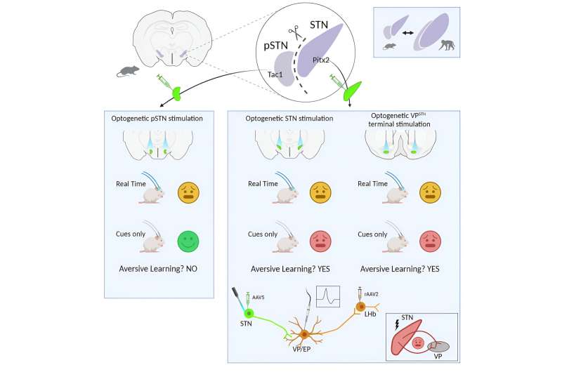 Neural circuit location of strong sense of discomfort found