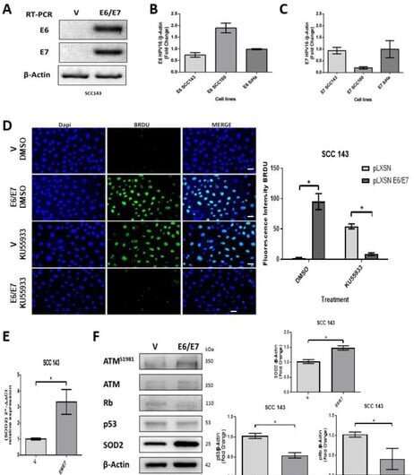 Cigarette smoke and HPV have synergistic effects on cells, heightening the risk of head and neck cancer