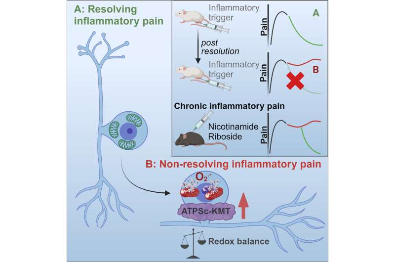 Disturbances in sensory neurons may turn transient pain into chronic pain