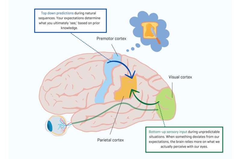 When we see what others do, our brain sees not what we see, but what we expect