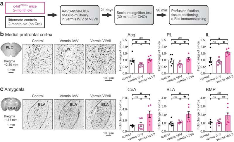 Research team discovers new role of cerebellum in coordinating the brain network essential for social recognition memory