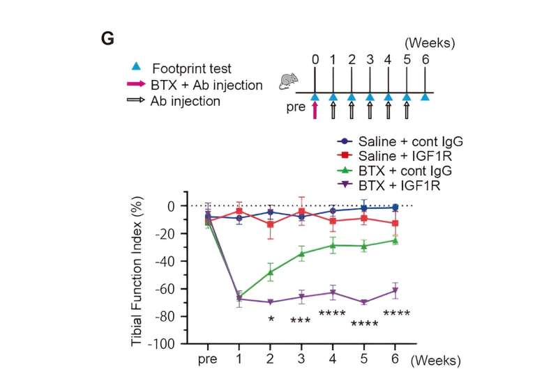 Prolonging the effects of botulinum therapy: A milestone in neuromuscular disease management