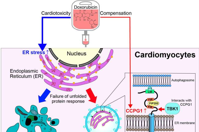 Intracellular recycling: the key to surviving potent anti-cancer drugs