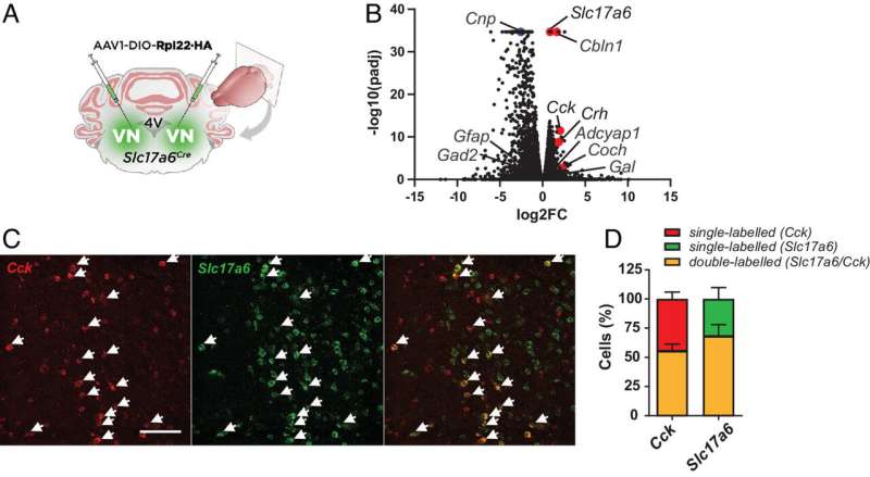 Experiments on mice reveal the parts of the brain involved in motion sickness