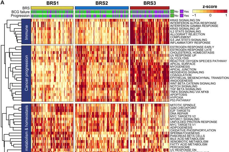 New bladder cancer classification predicts treatment response