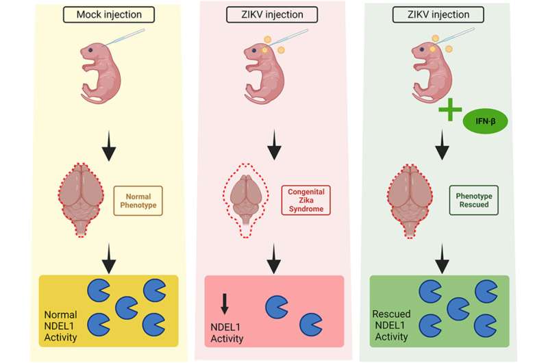 Study associates reduced activity of a key enzyme with microcephaly in Zika-infected offspring