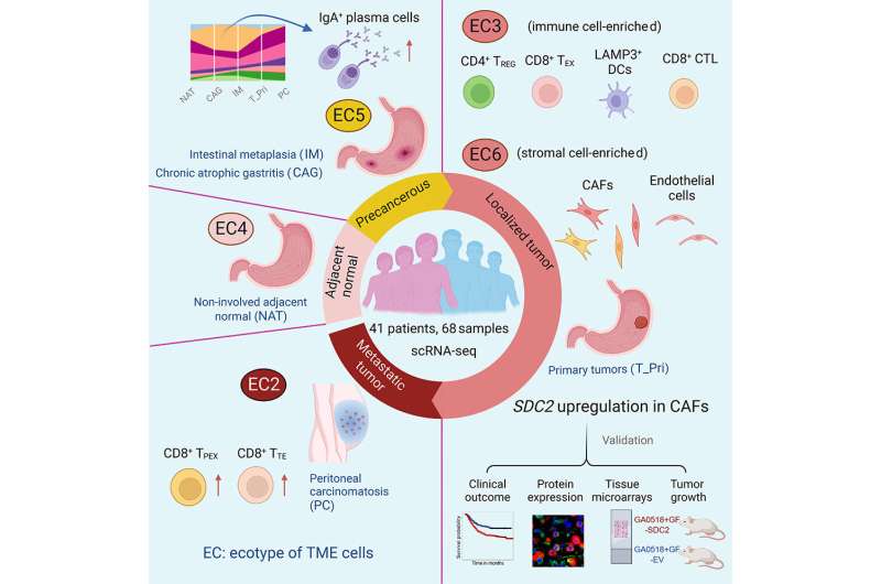 New single-cell study provides novel insights into gastric cancer