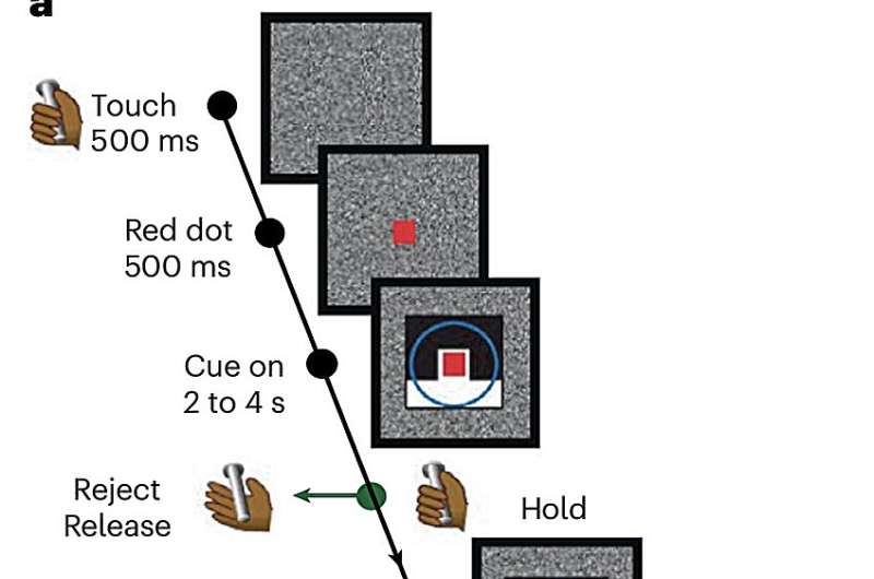 Study shows that attractor dynamics in the monkey prefrontal cortex reflect the confidence of decisions