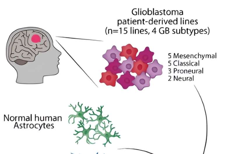 Study shows DNA organization can influence the growth of deadly brain tumors in response to neuronal signals