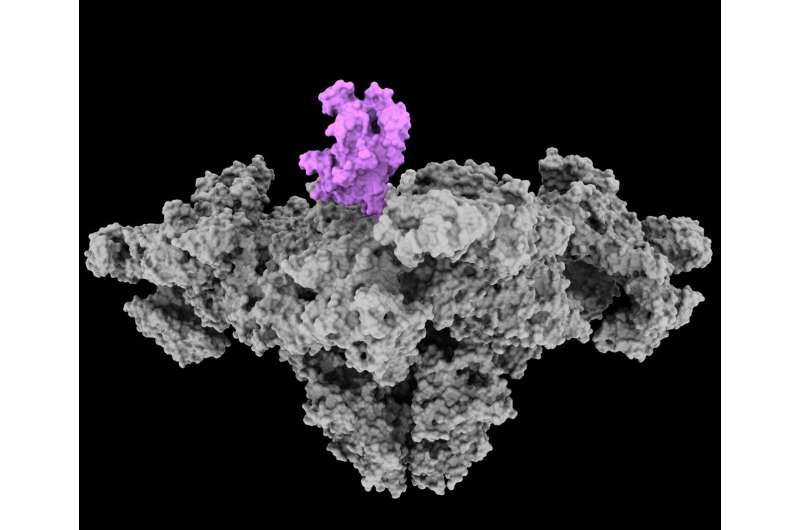 Research implicates calcium in 'chemobrain,' pointing the way toward potential therapy