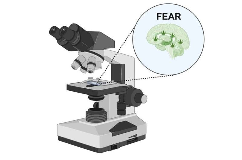 Study unveils a cortico-amygdala neural substrate supporting fear extinction via endocannabinoids  