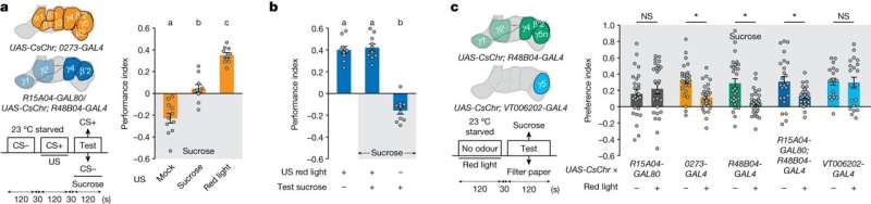 How dopaminergic systems in fruit flies create reward-seeking behaviors despite adverse consequences